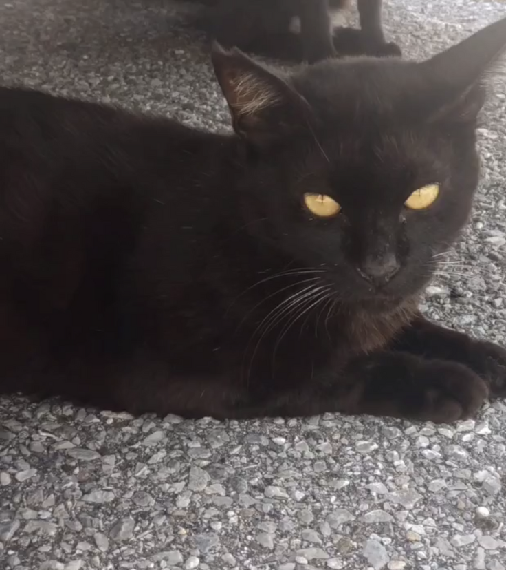 さくらねこ時代の大ちゃん