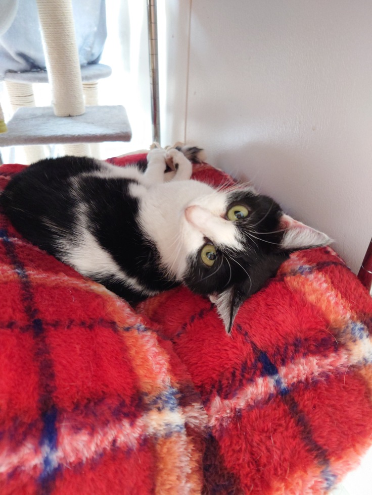 お見合いの日のかのこ