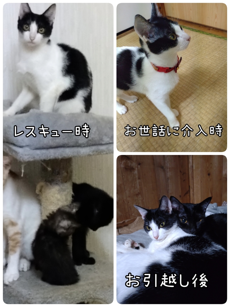 レスキューからお引越し直後のかのこ