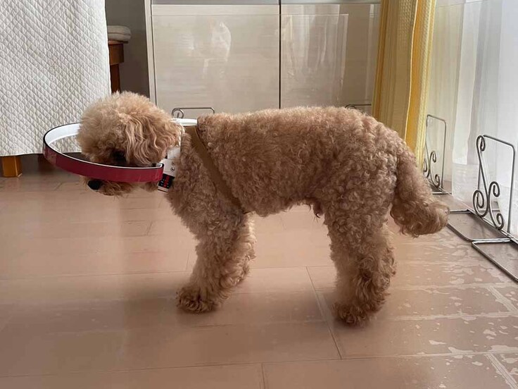 トイプードルのリクちゃん