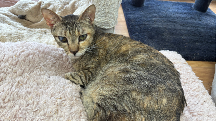 お顔がほっそり美人のあすかちゃん