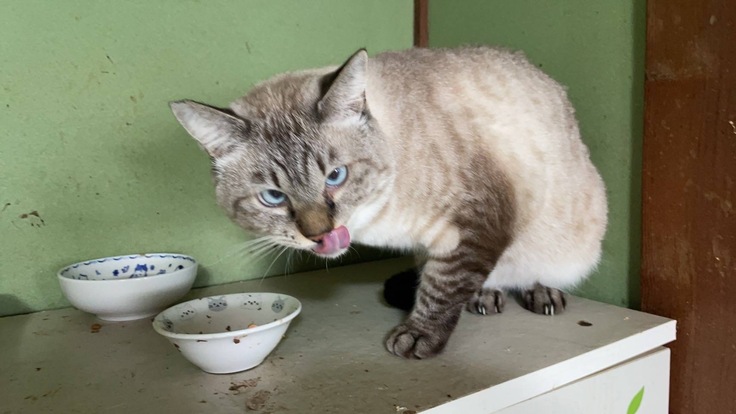 元気なころのシャムぞうの姿