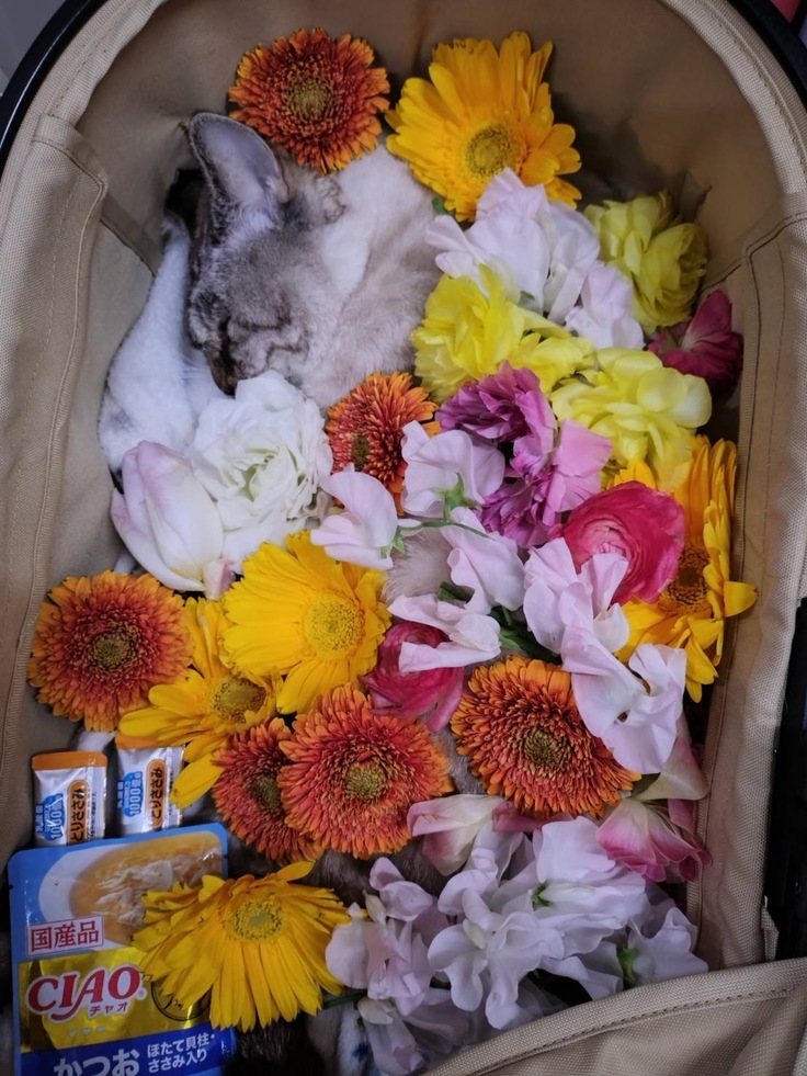 お空へ旅立ったシャムぞう