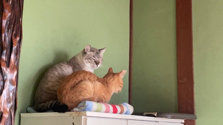 お友達とも仲良く日向ぼっこするシャムぞう