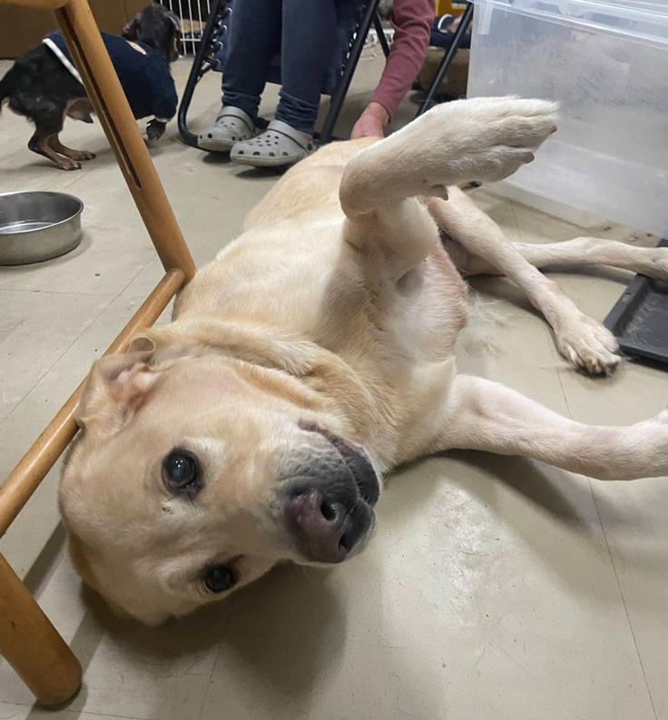 人懐っこく甘えん坊なこたろうの元気なお顔