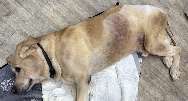 お腹やおしりのあたりが不潔にならないように刈り上げているこたろうの写真