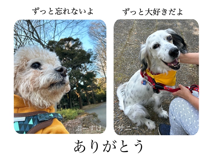 ぷーすけとサニー預かりスタッフの子として譲渡になりました。