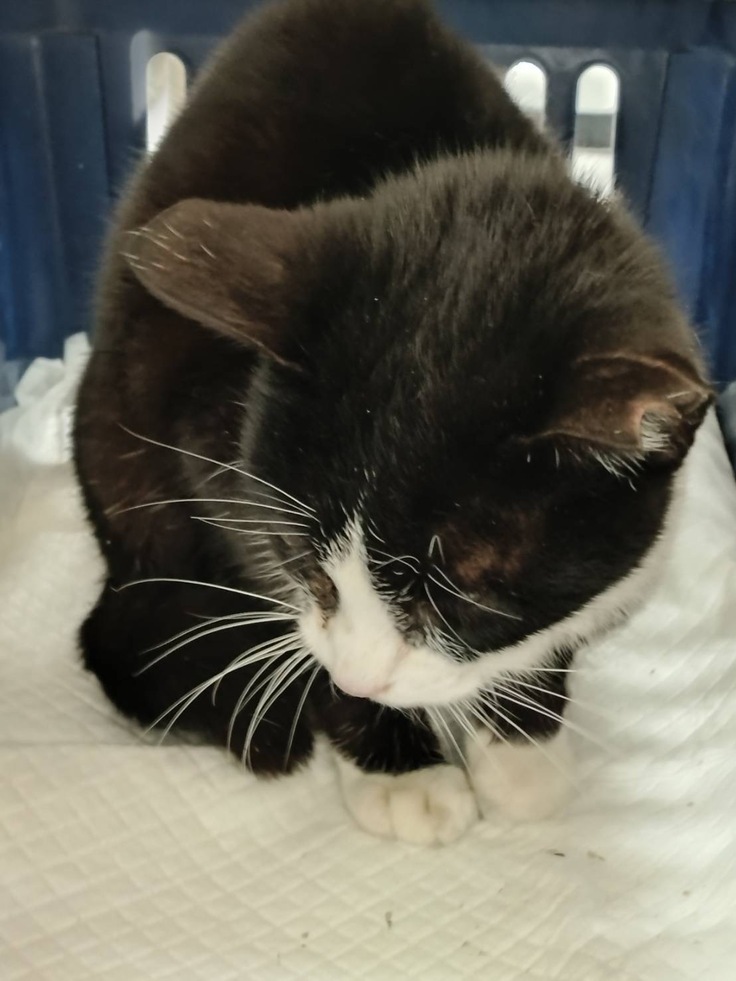 さくらカット後の白黒ハチワレちゃん