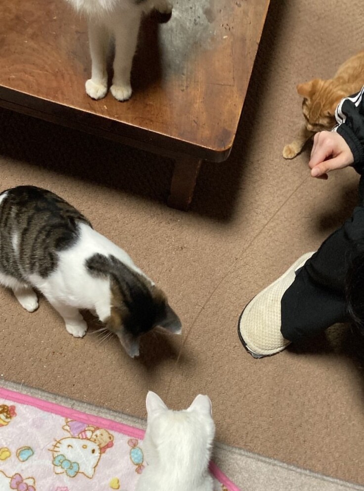 初めての保護猫ボランティア