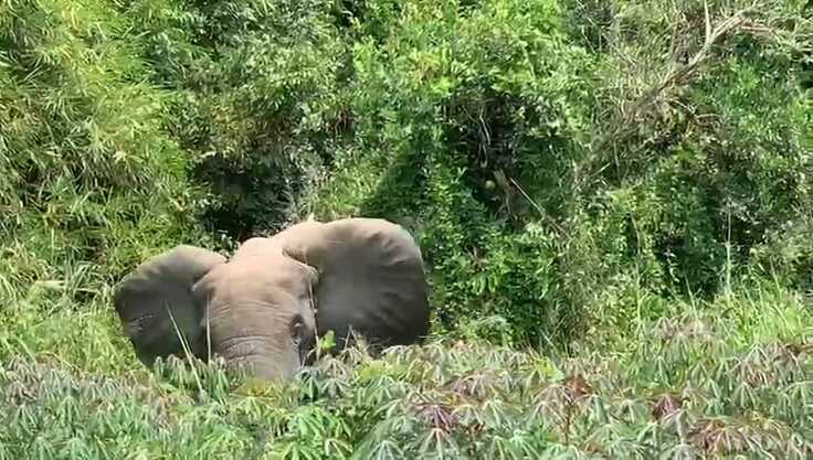 ジェンベでも我が物顔