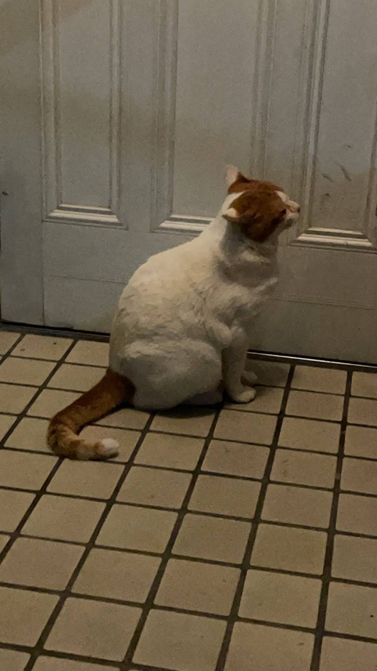 玄関先にもやってくる地域猫ちゃん