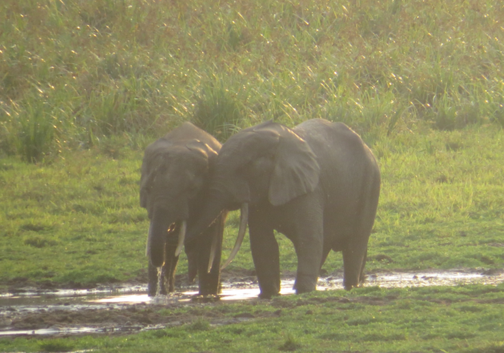ダンガイエのマルミミゾウ