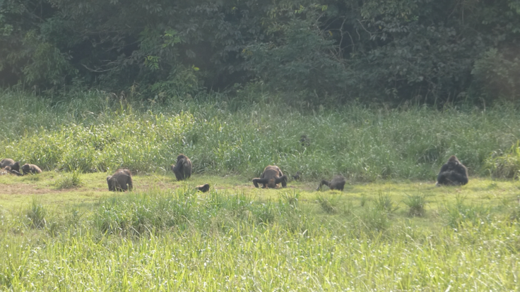プチ・サバンナのゴリラたち