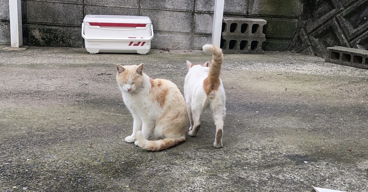 2匹で仲良く過ごす写真