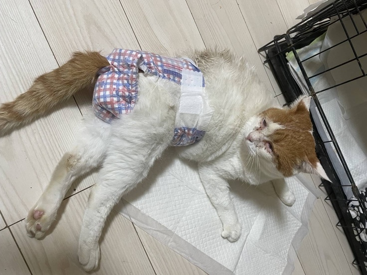 退院後半身不随で動けない茶太郎の写真