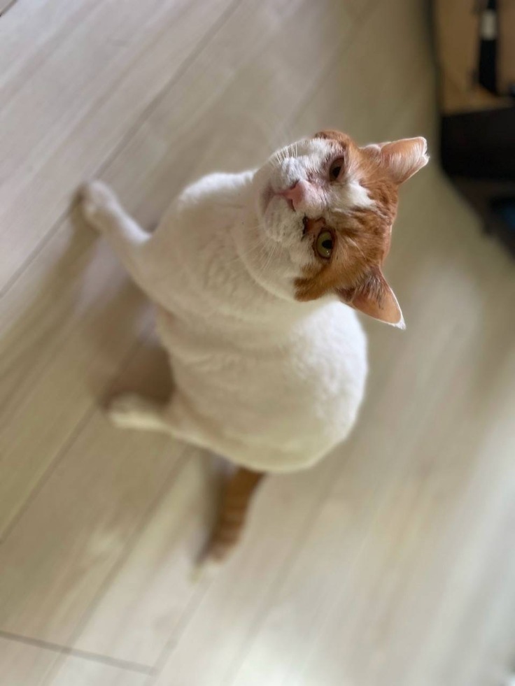 ヨタヨタだけど歩けるようになった茶太郎