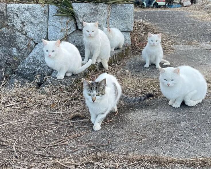 現場に車来ると走りよってくる子猫たち