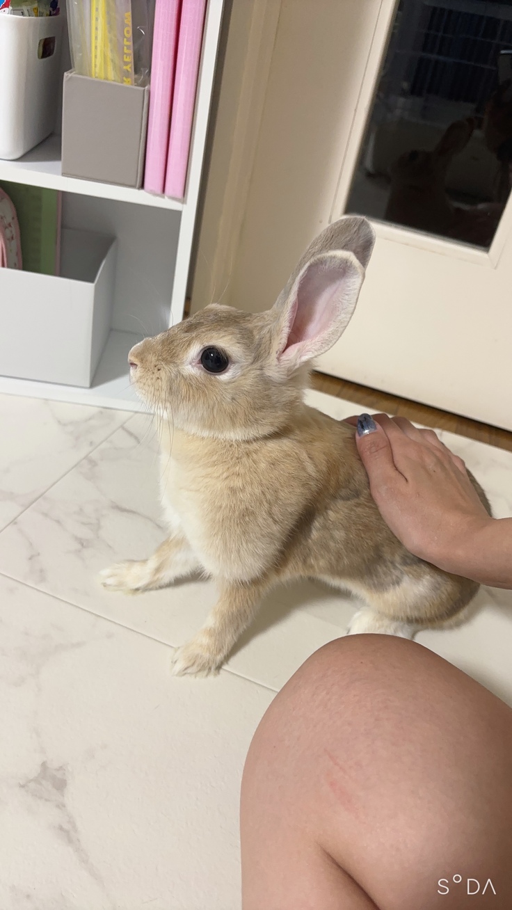 Lienで保護されたうさぎさん