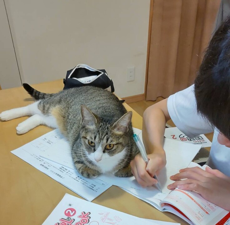 仲良しこよし♪　一緒に宿題するにゃん