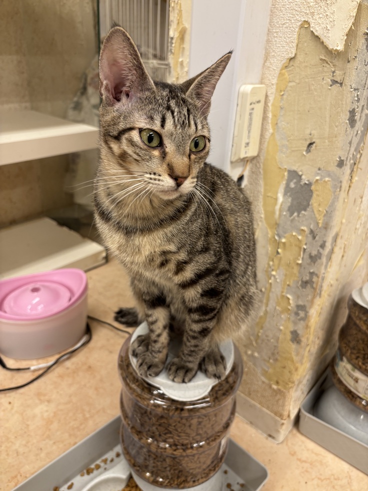 置きエサの上でたたずむ猫ちゃん