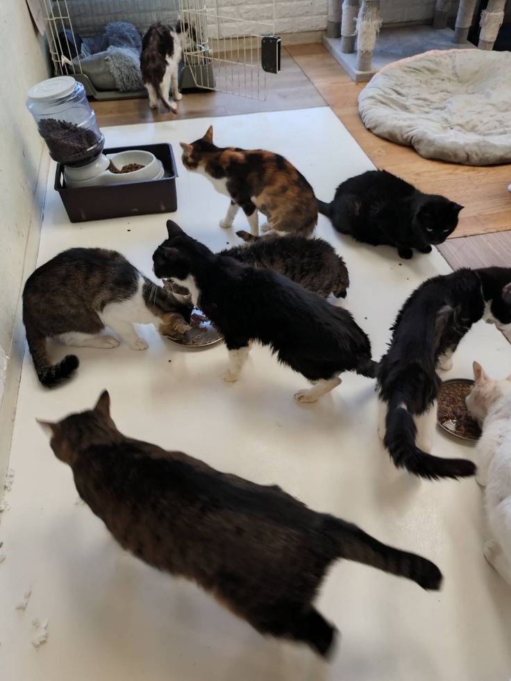 りんご部屋のご飯タイム