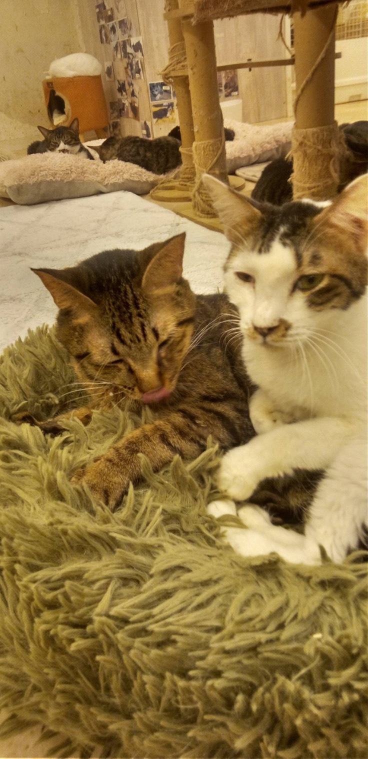 お友達とも仲良しな諭吉