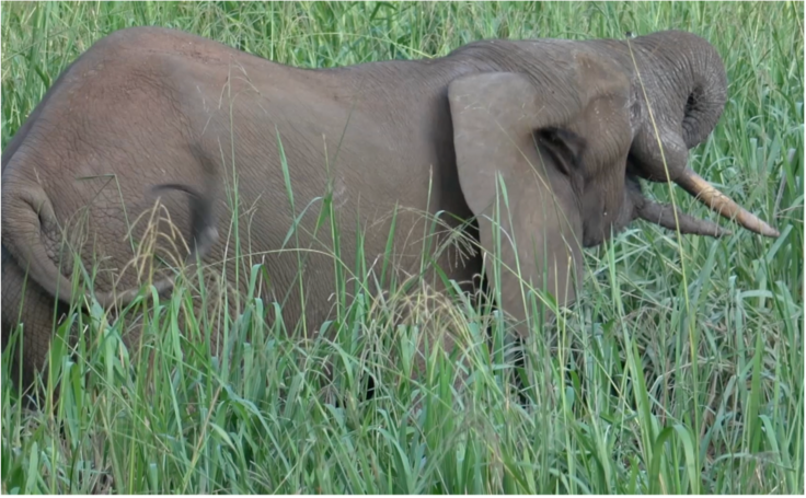 ゾウの飲水風景