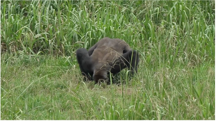 ゴリラの飲水風景