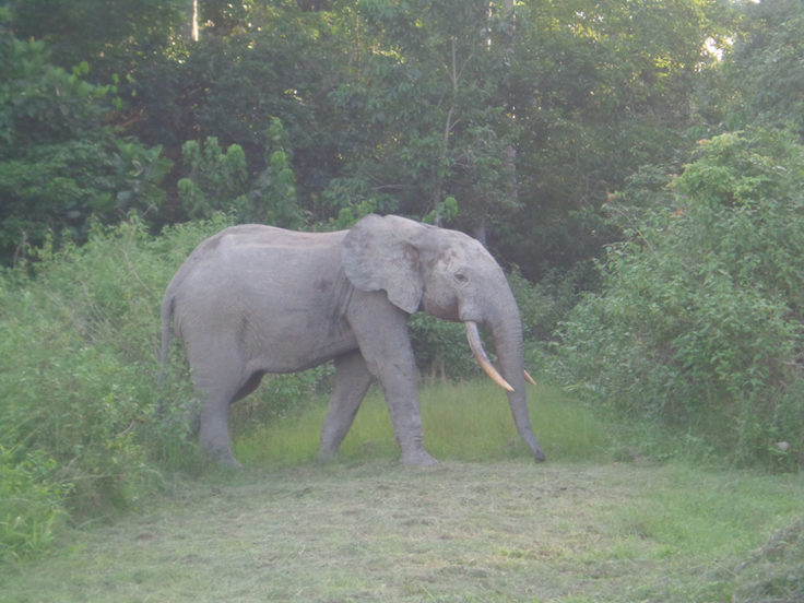 ジェンベの人慣れしたゾウ