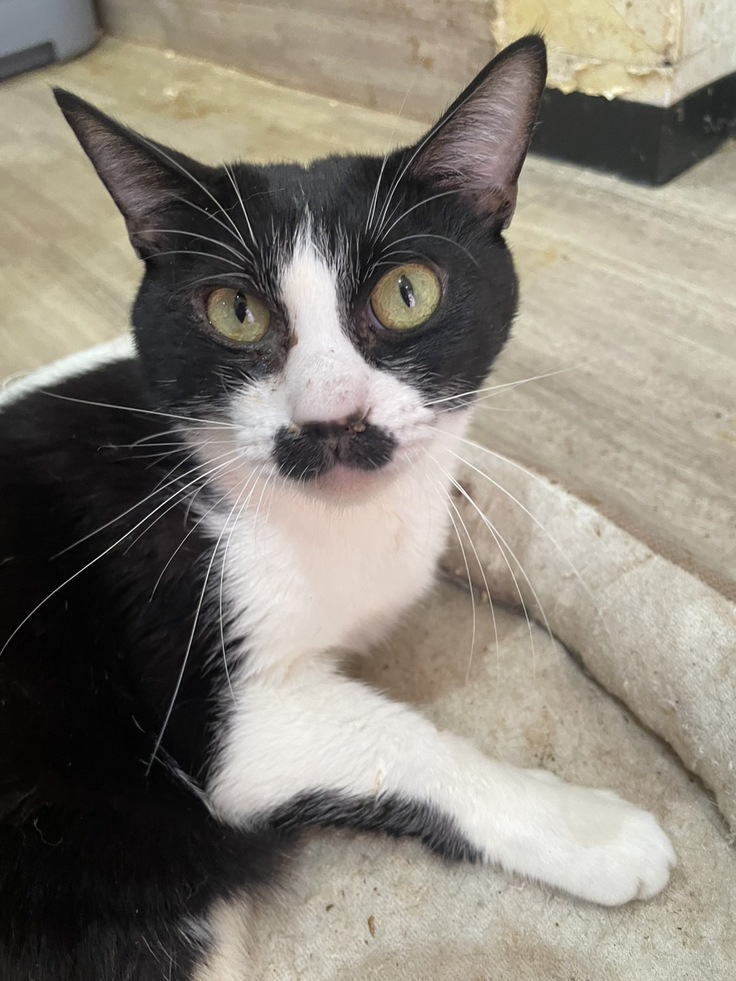 ちょび髭がチャームポイント