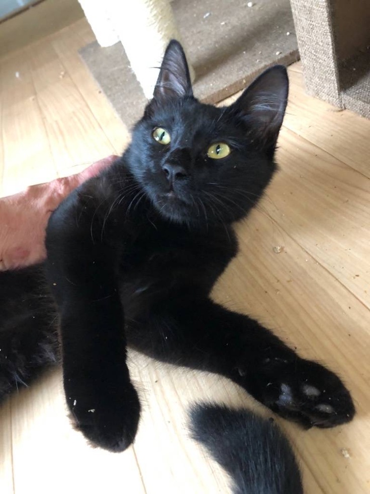 実は甘えん坊クロちゃん