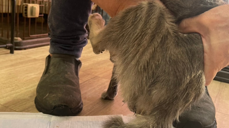 圧迫排尿の様子(ペール)