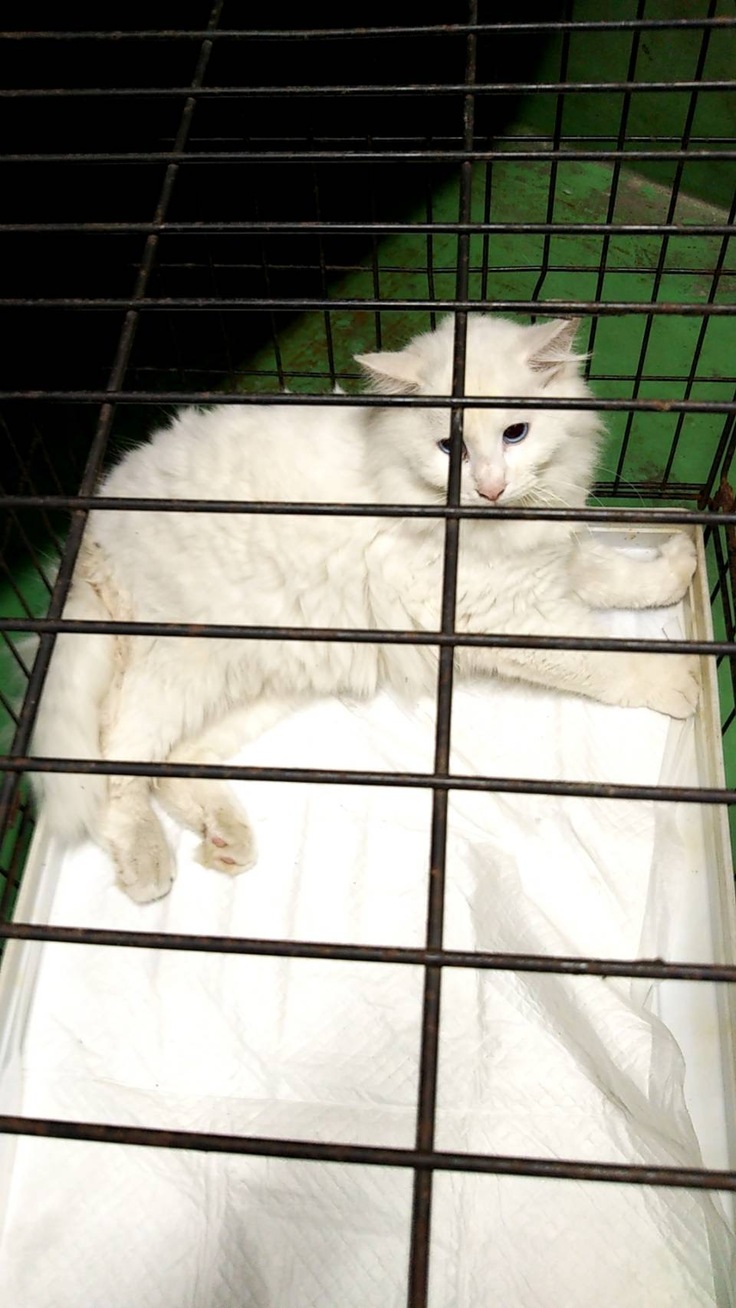 愛護センターに居たところの写真