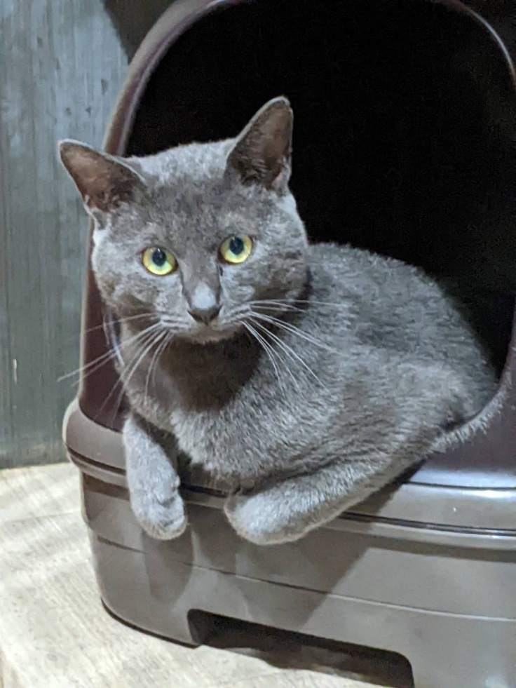 おトイレからひょっこりはん、ぺーちゃん