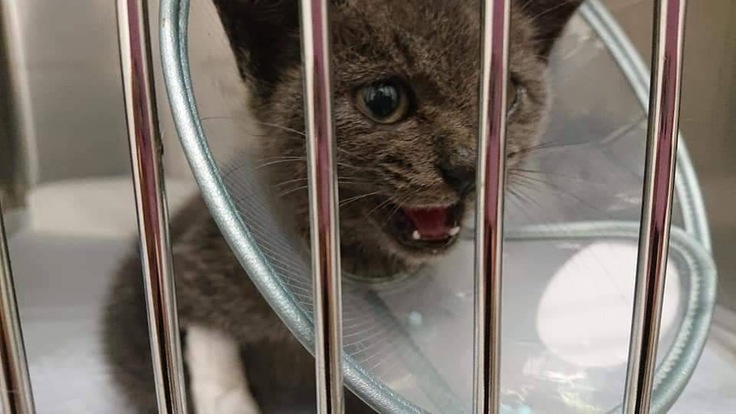 ぺーちゃんの仔猫時代