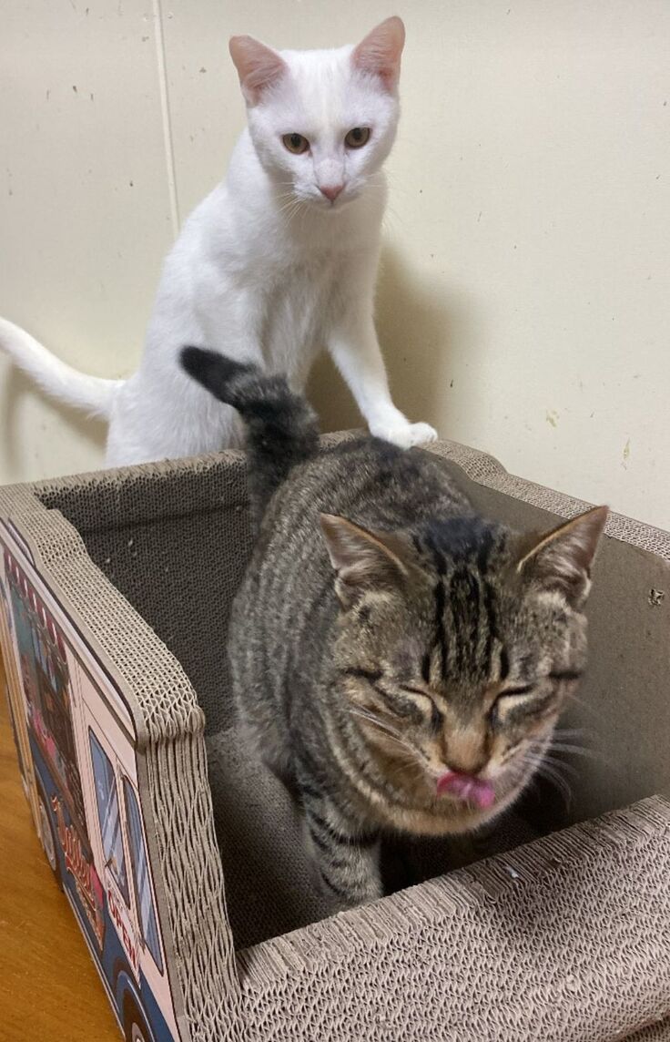 たまえくん！ネクストゴールまで行くにゃ！　by姫様くん