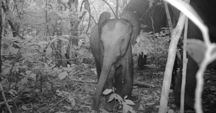 マルミミゾウのアカンボウ