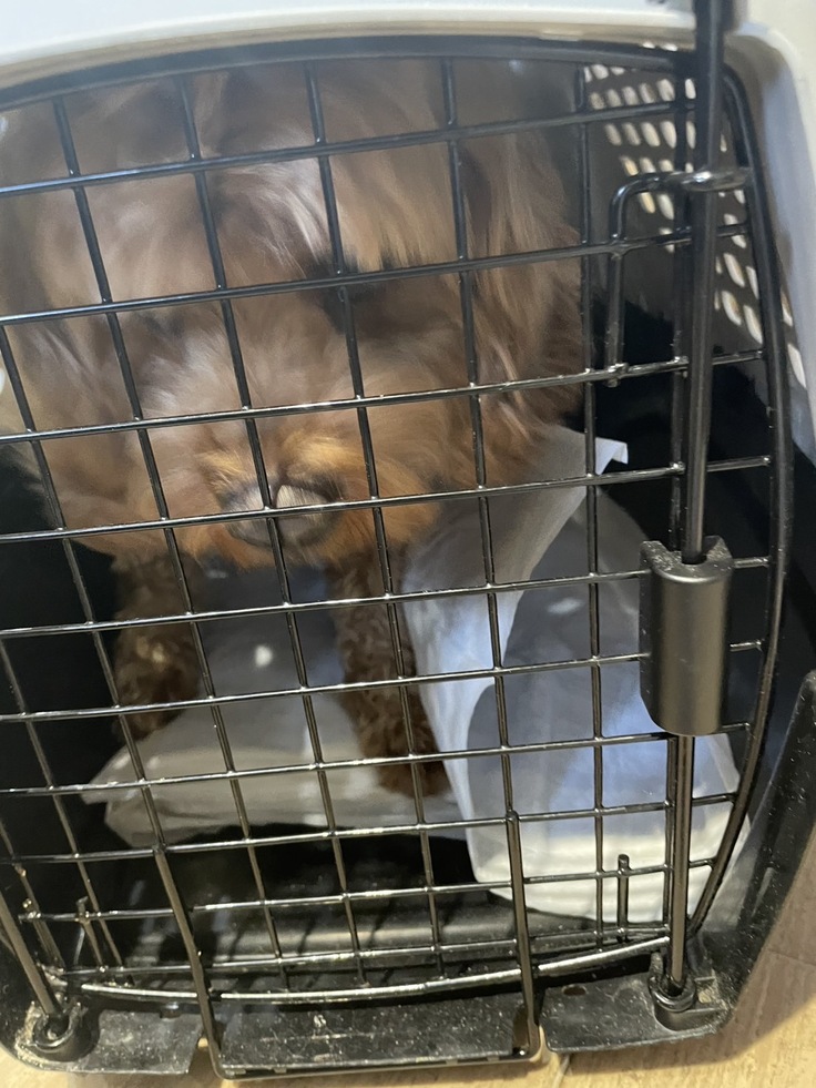 キャリーケースで病院へ