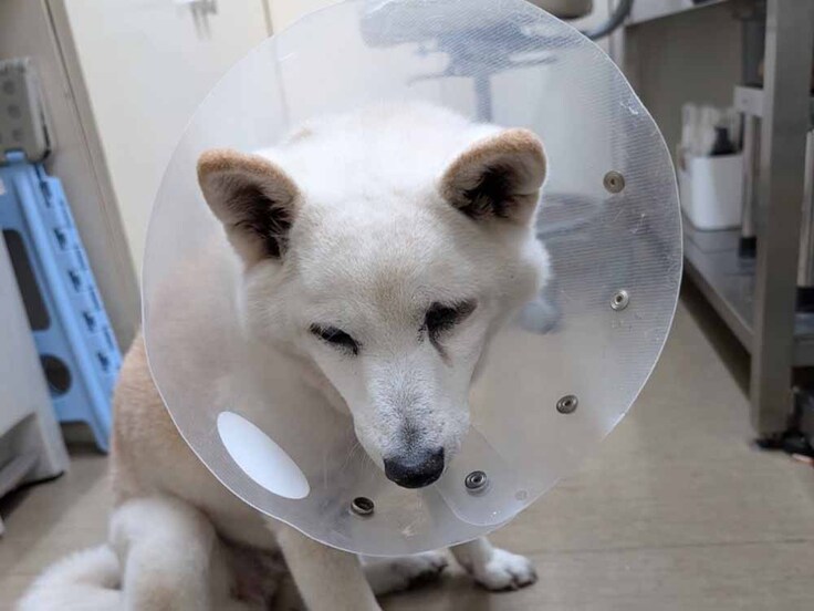 2年前に愛護センターから保護されたシニア犬のしずかちゃん