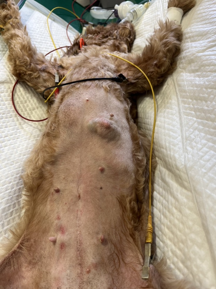 これからいよいよ手術…麻酔直後の写真