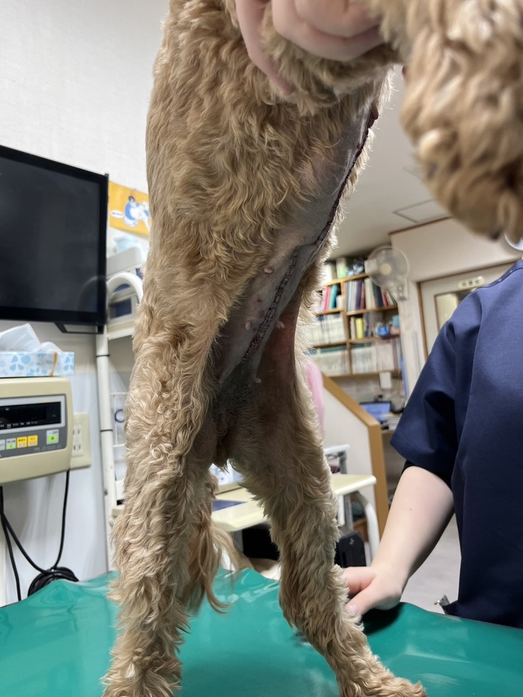 術後、傷跡の確認の写真