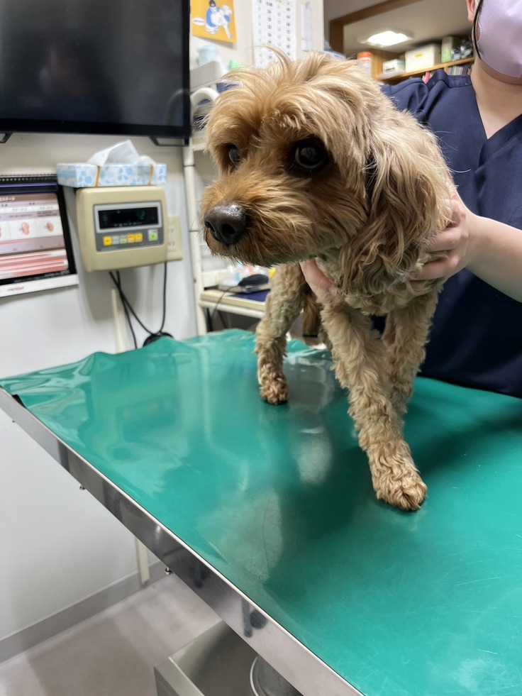 術後、元気なお顔を見せてくれたおみそちゃん