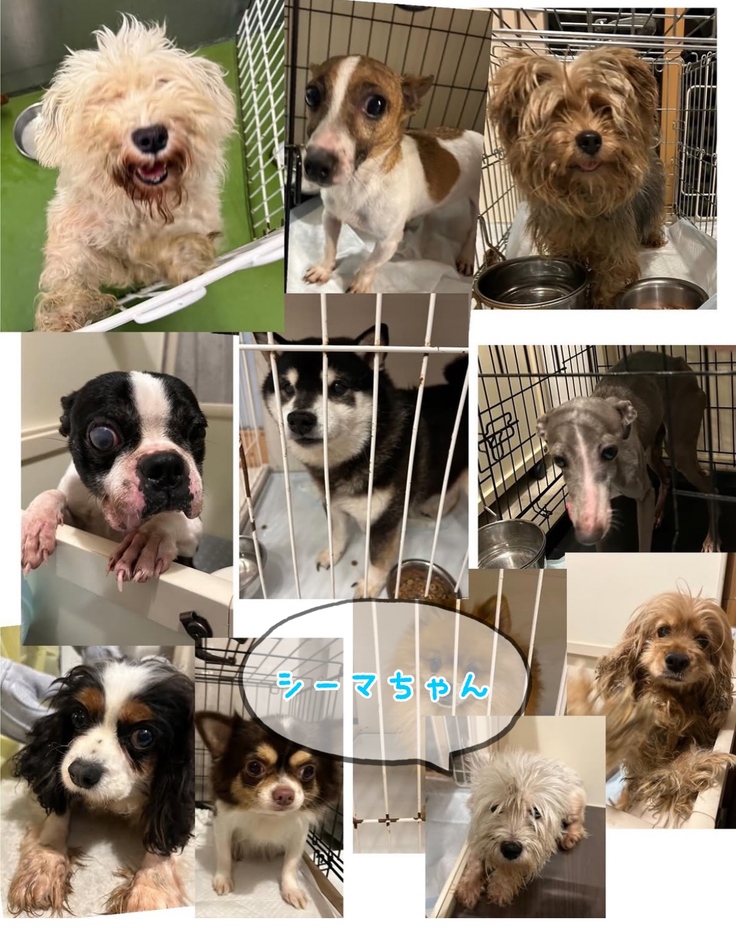 シーマちゃん保護時