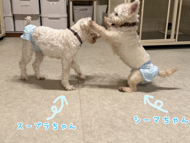 遊ぶシーマちゃん