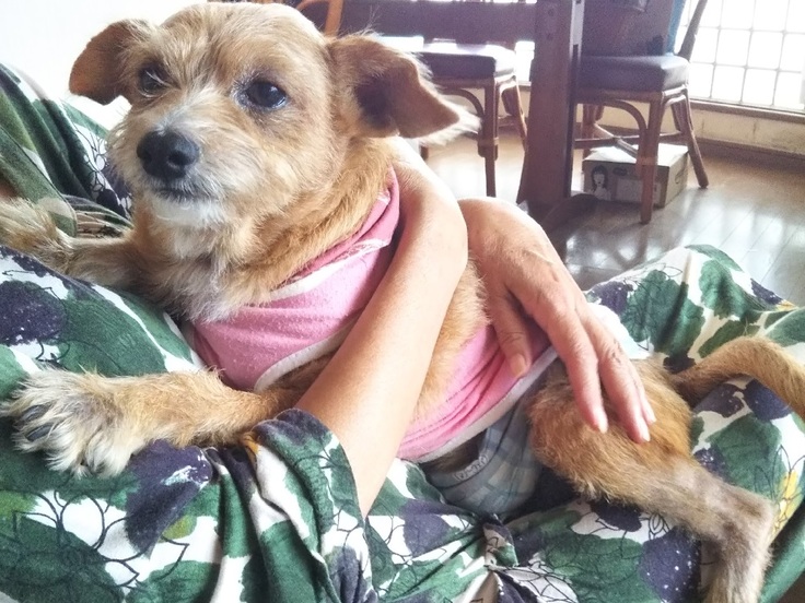 抱っこされている愛犬ヘソ