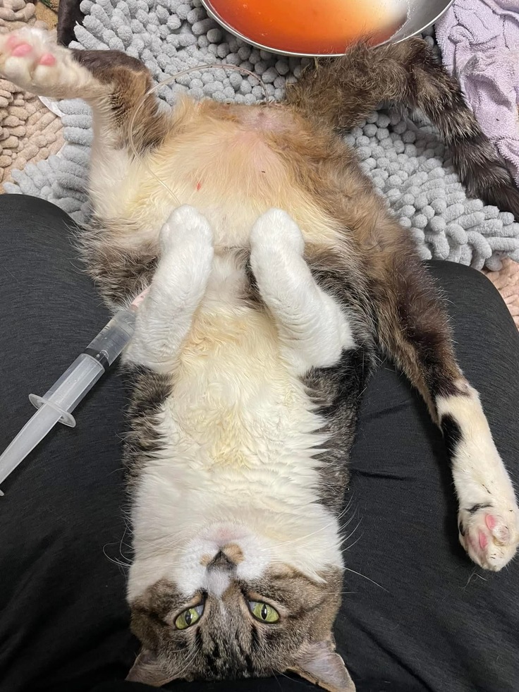 下半身麻痺、神経症、テンカン持ちオコちゃん