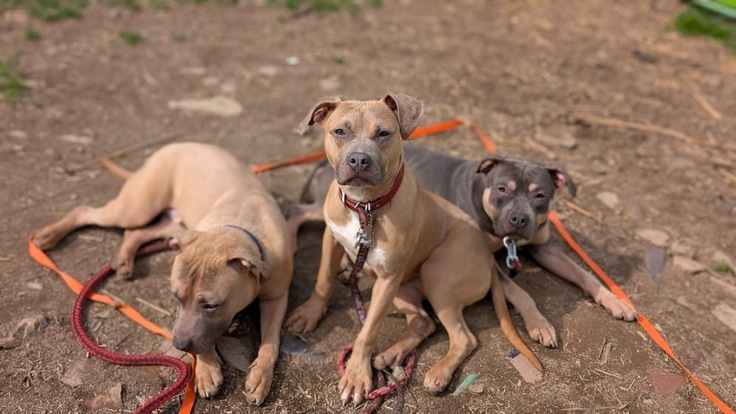 危険犬種と呼ばれるピットブル