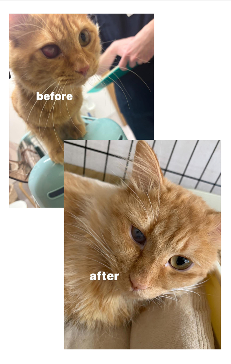 山頂へ捨てられたライス 目の治療頑張ってます