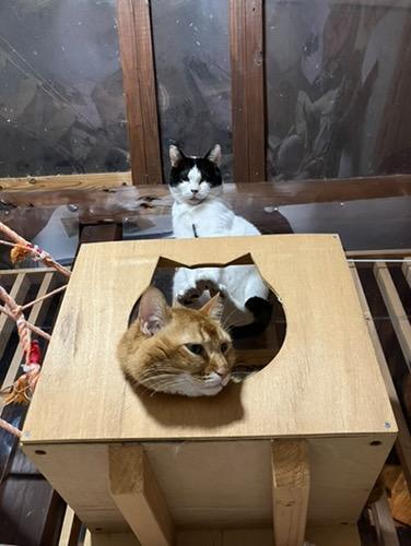 保護猫のお部屋