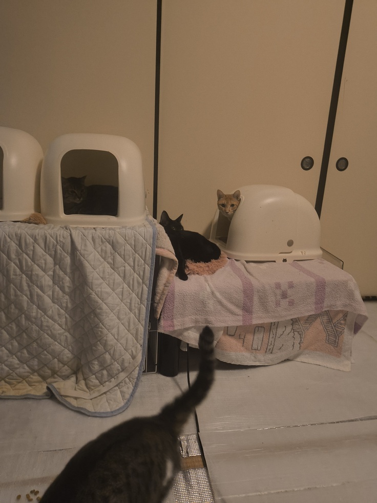 行ってきますね